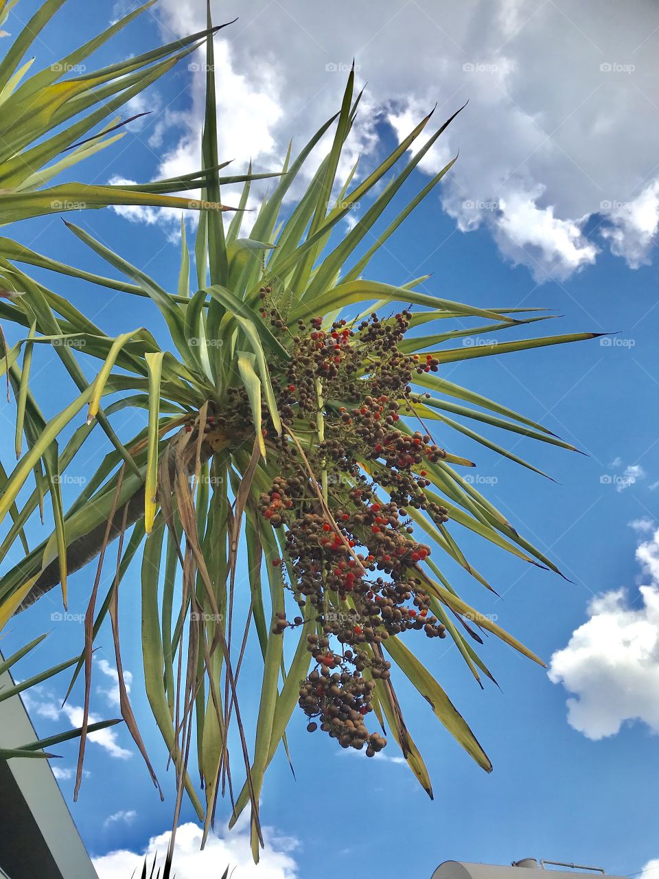 Dracaena loureiri Gagnep. 