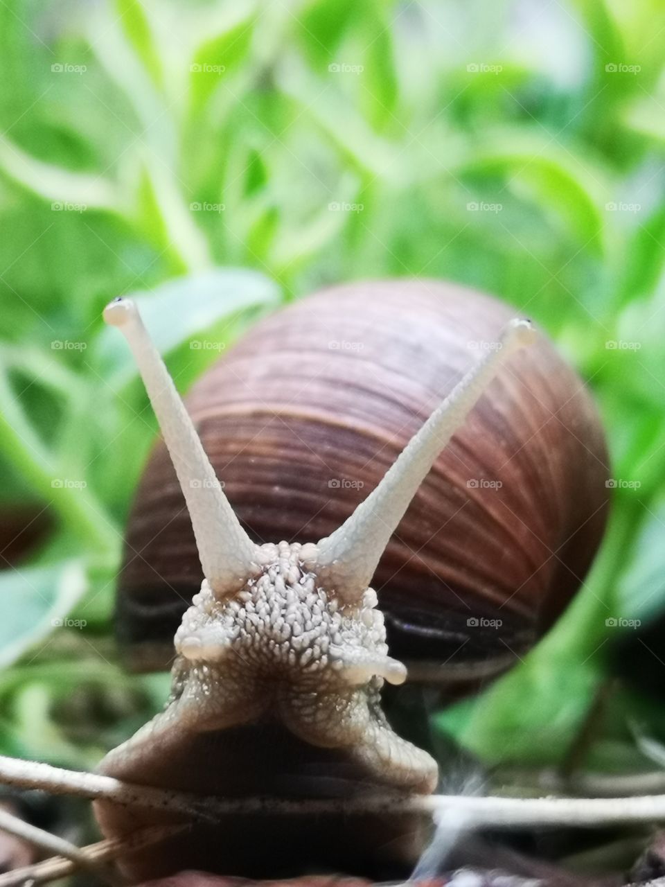 Snail in my garden