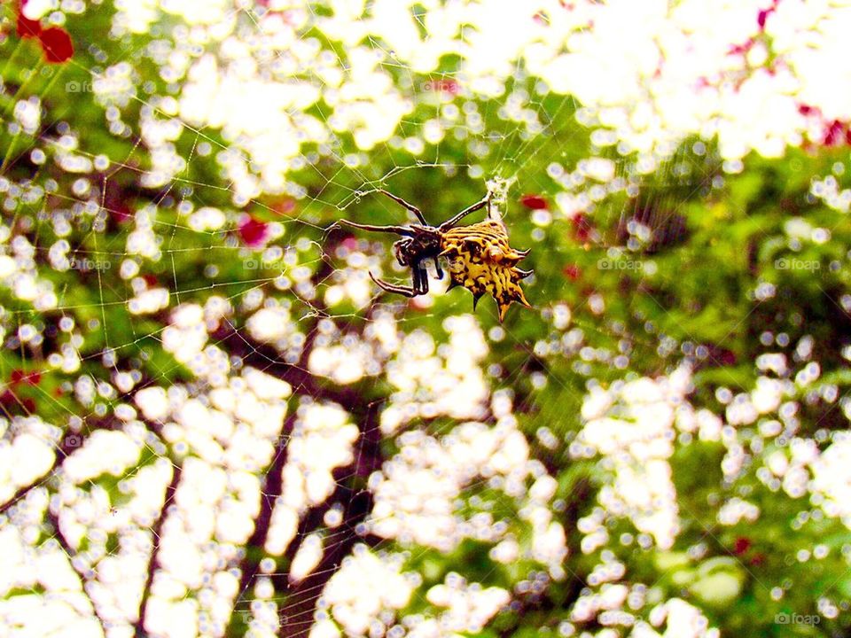 Crab spider 