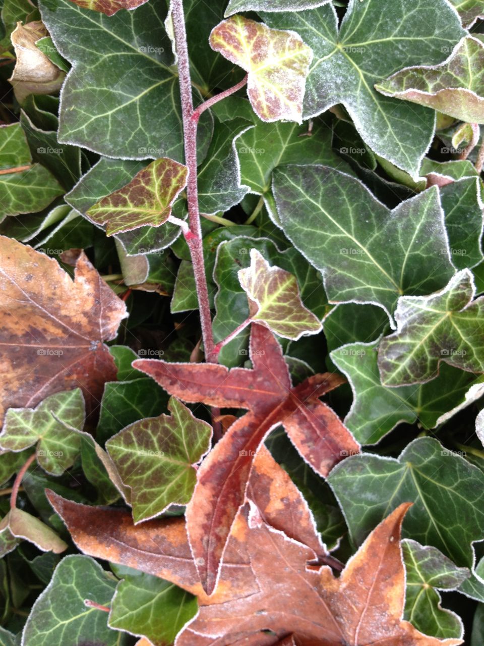 Frosted Ivy. Multicolored ivy with a touch of frost.
