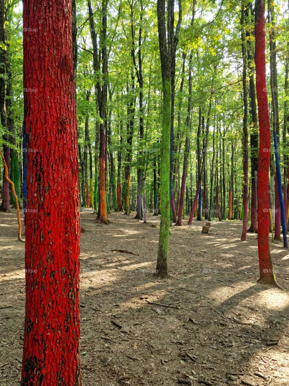 the colored forest