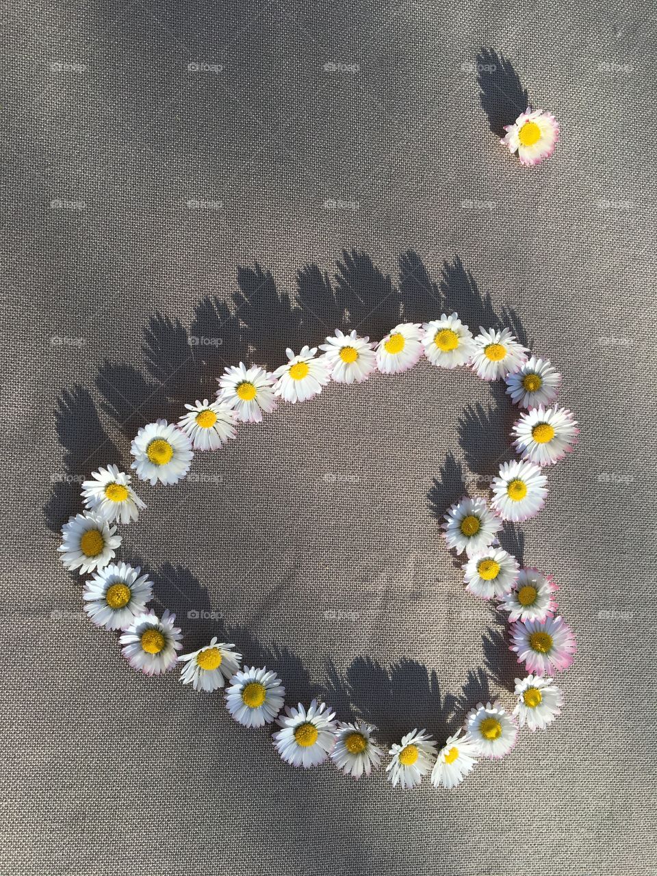 Heart made of daisies in sun