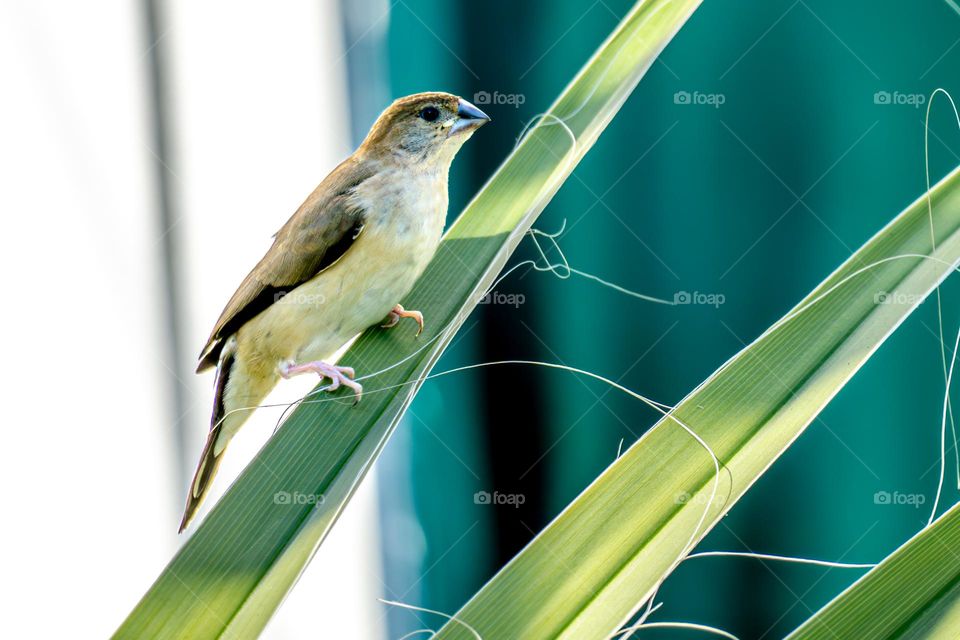 a small bird sits on a green palm branch