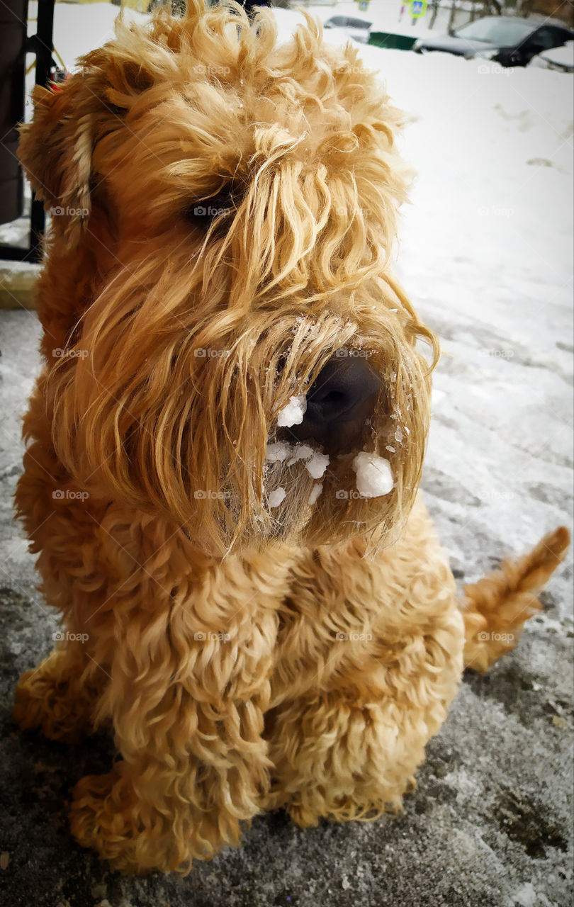 Terrier with bangs and frozen snow icicles on the мuzzle