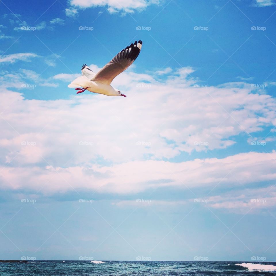 The gull in flight