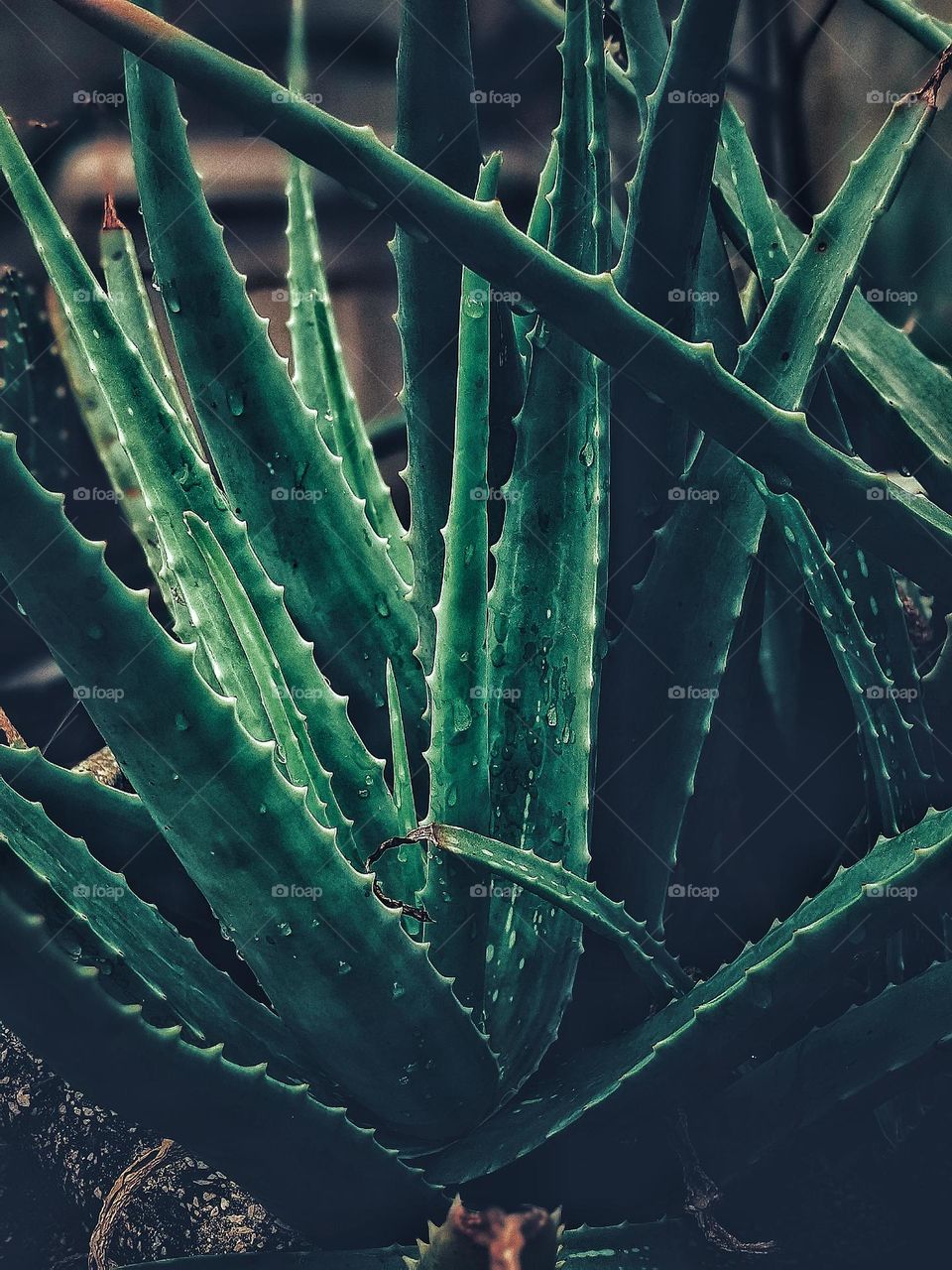 aloe vera plant