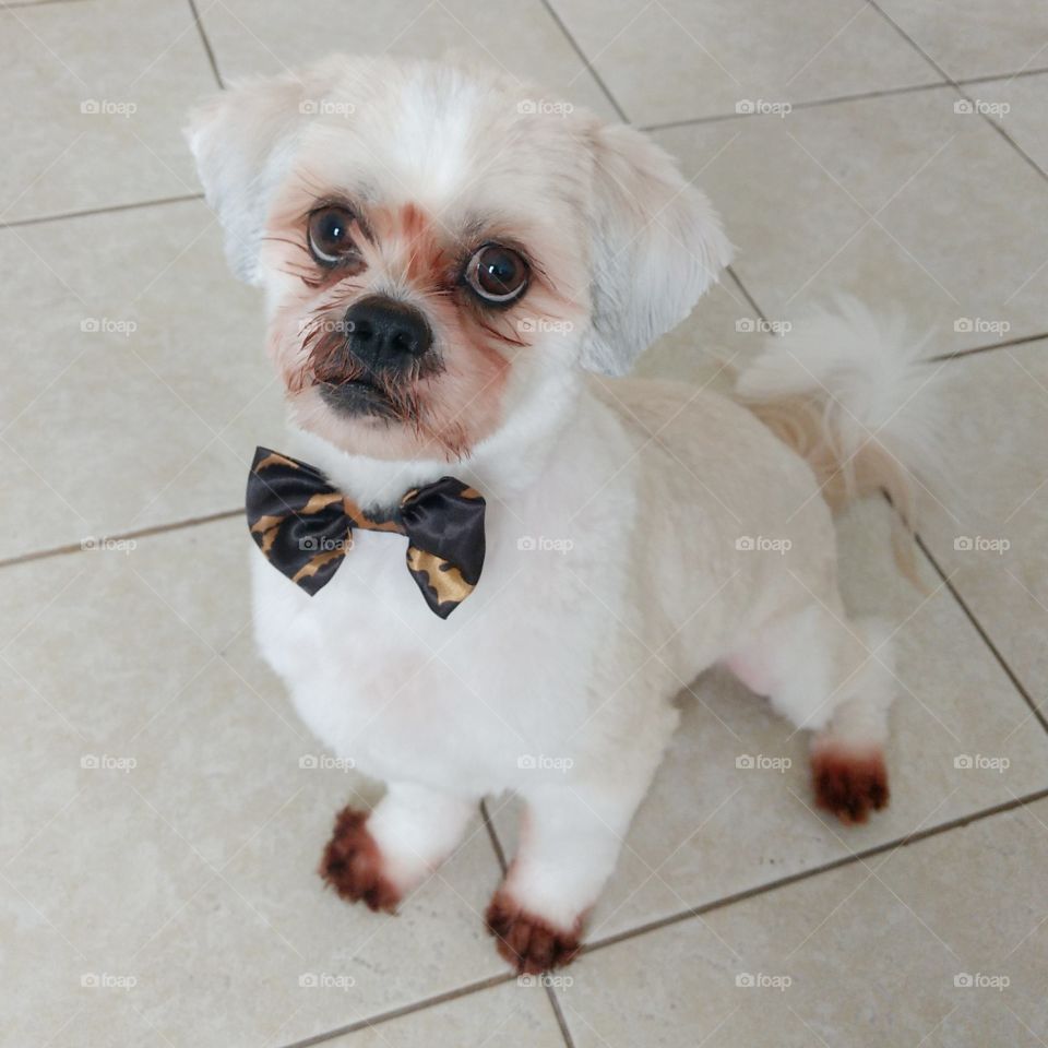 Shih Tzu dog