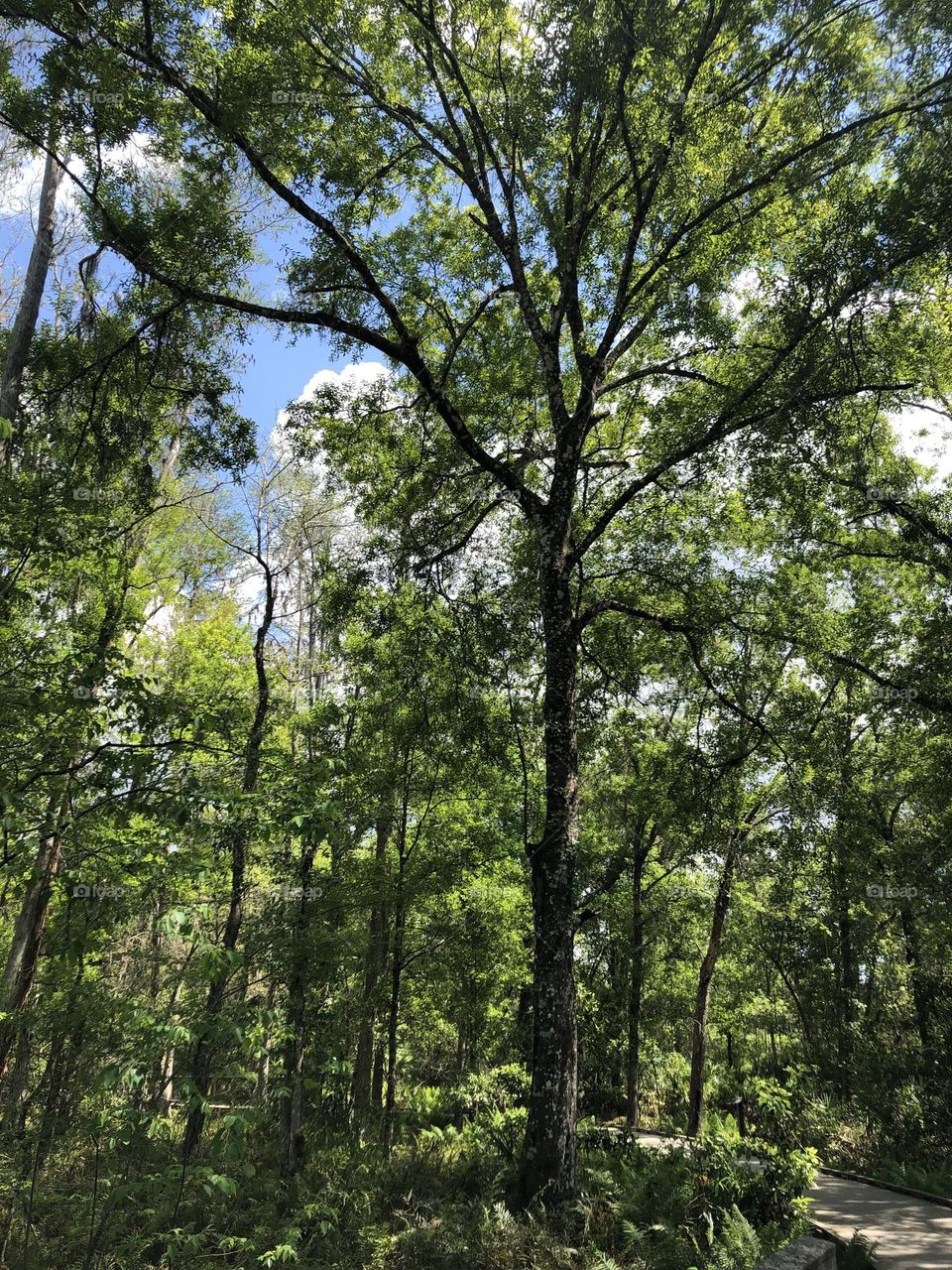 Brooker Creek Trees