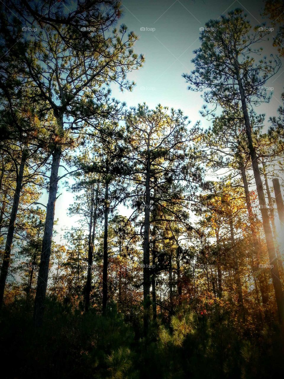 woods