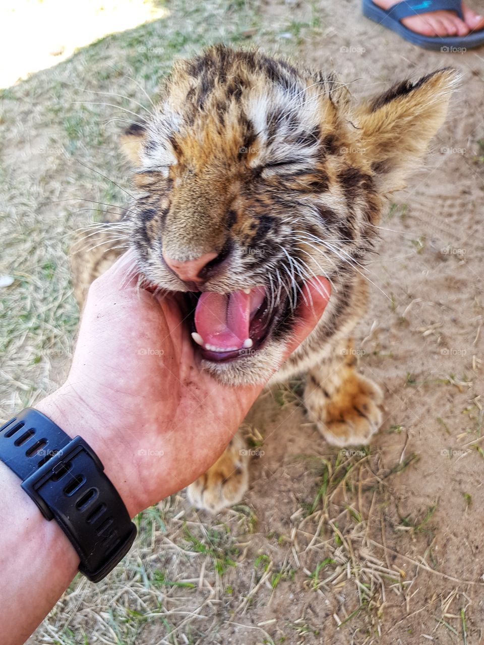 First meeting with the tiger.