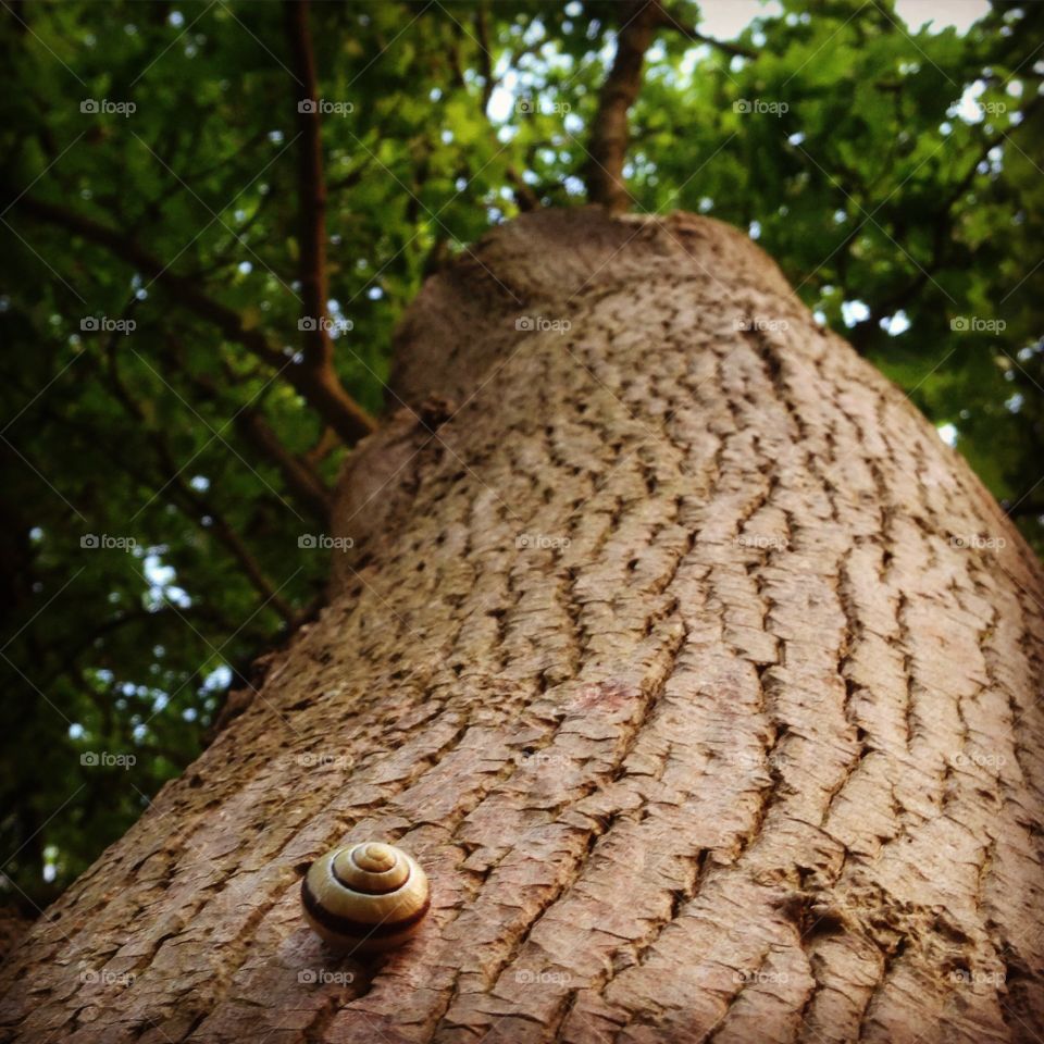 Snail on tree trunk