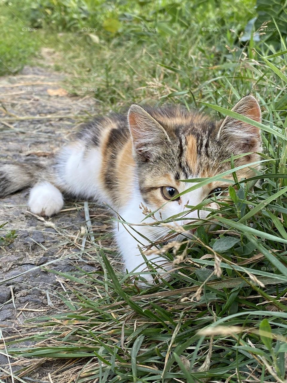 Kitten in ambush 