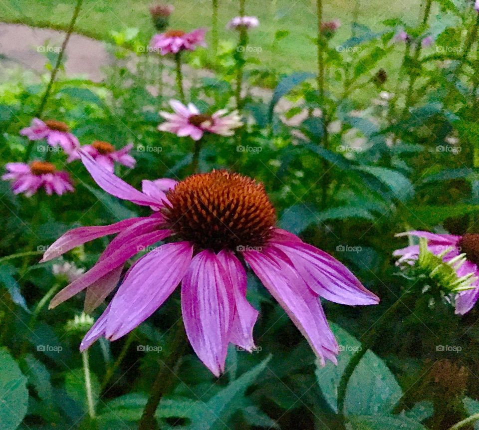 The purple coneflowers grow abundantly in my garden