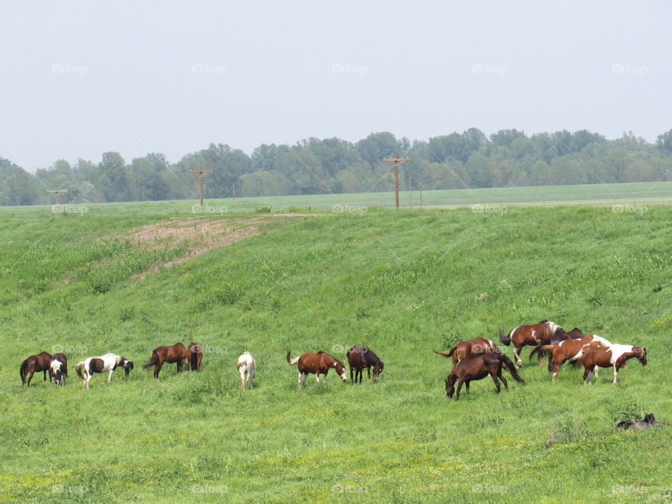 Agriculture, Farm, Hayfield, Pasture, Mammal