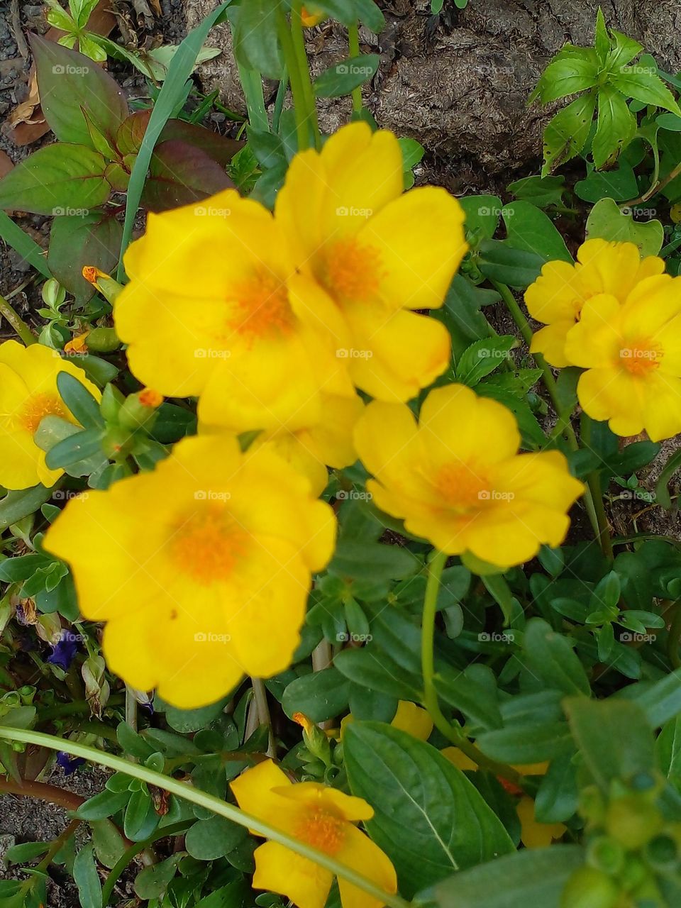 Hoa vàng trên nền cỏ xanh.