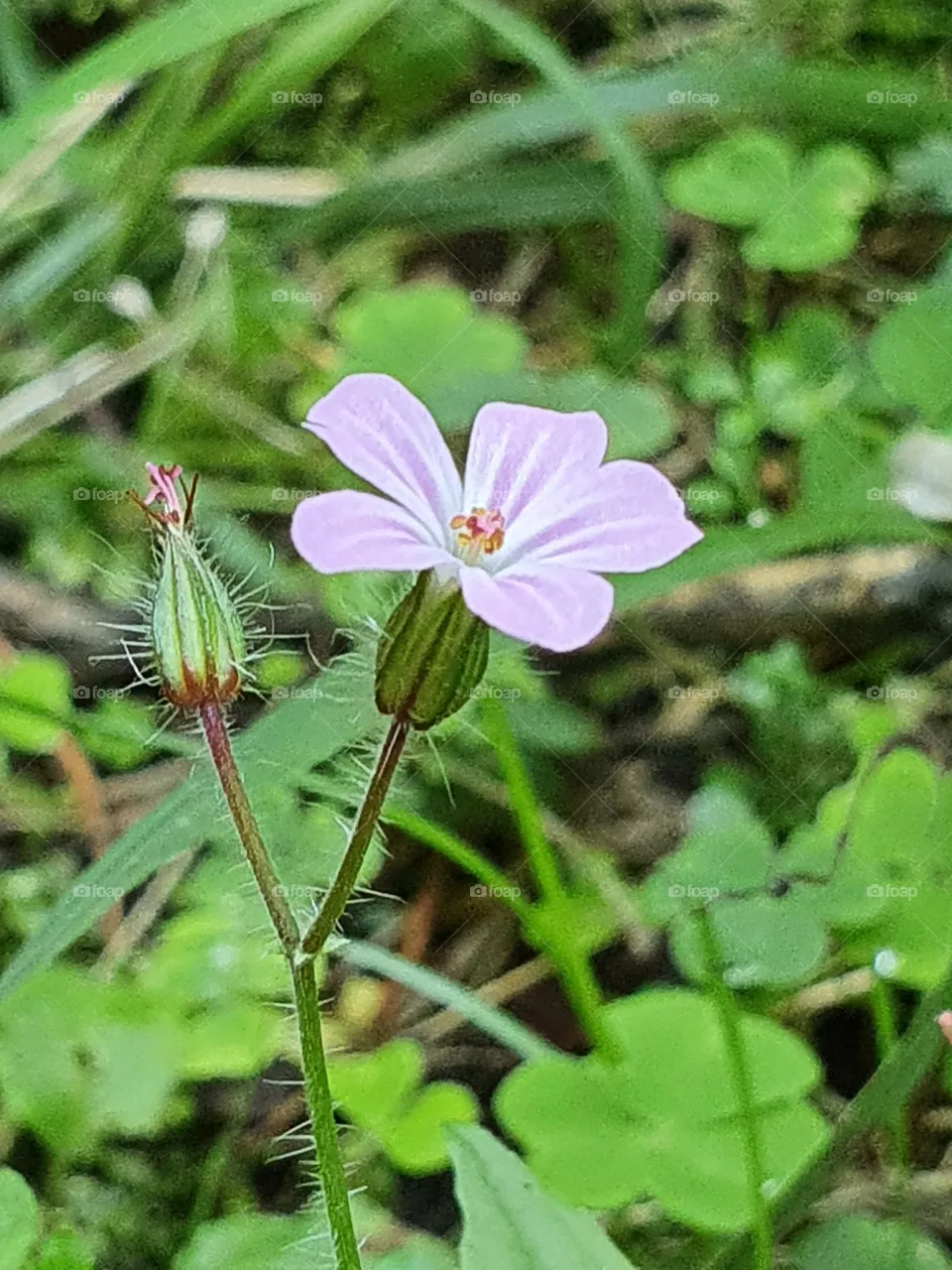 Blossom