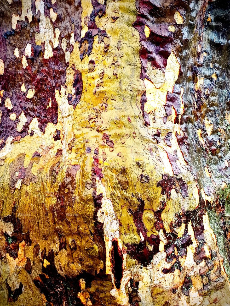 High contrasted close-up of the bark of a plane with colours of yellow, red, green and beige