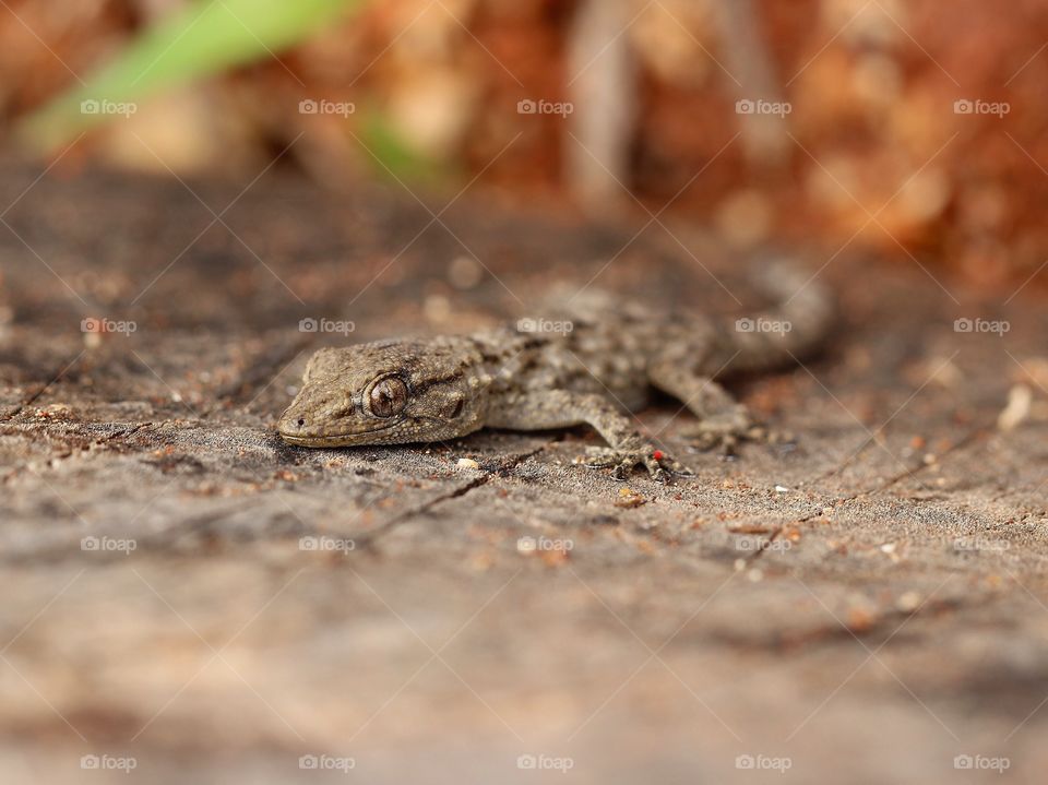 Beautiful macro gecko relaxing on top of a tree log