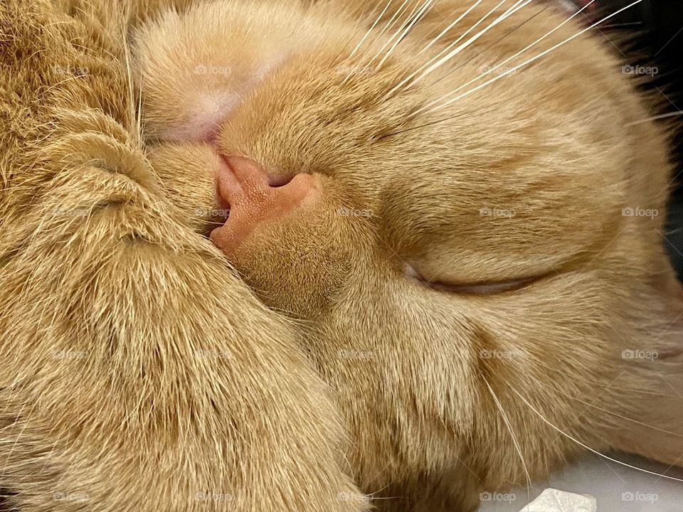 Close up of a sleeping tabby cat