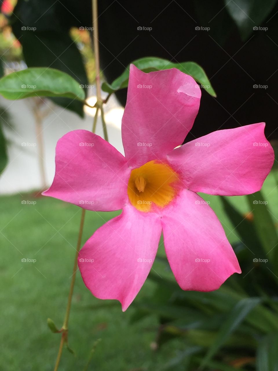 Beautiful pink flower. Foto taken in my garden 