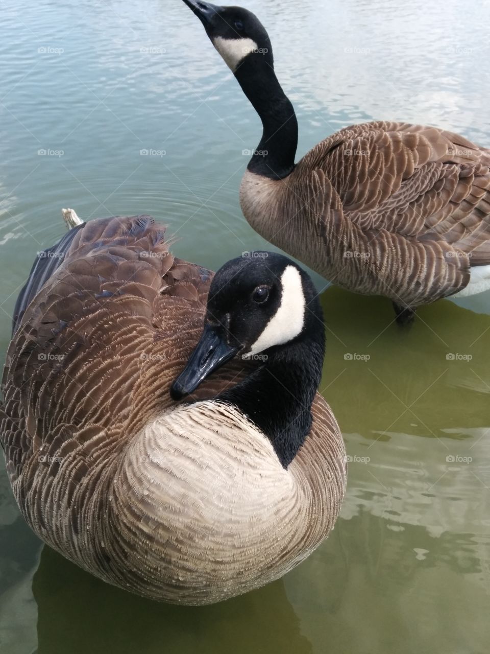 Goose posing for the camera. Geese came to say hi