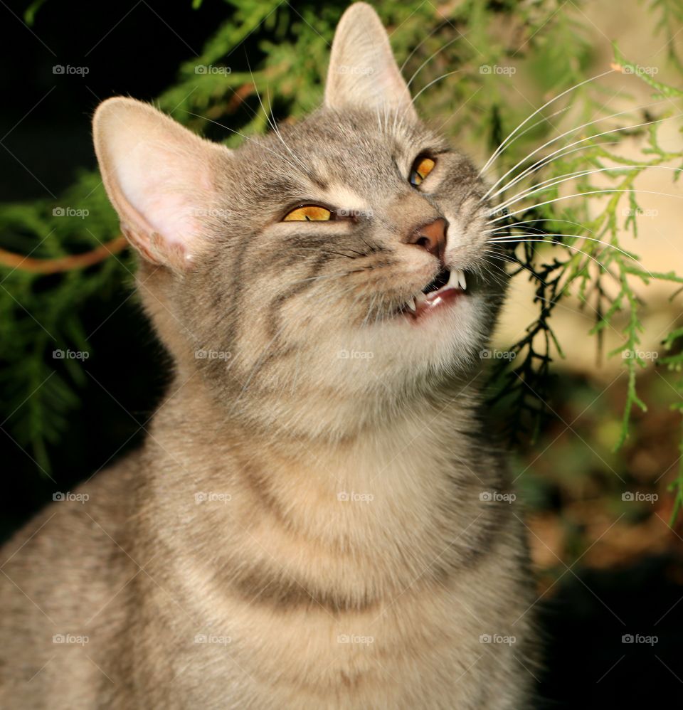 A cat outdoors biting a branch
