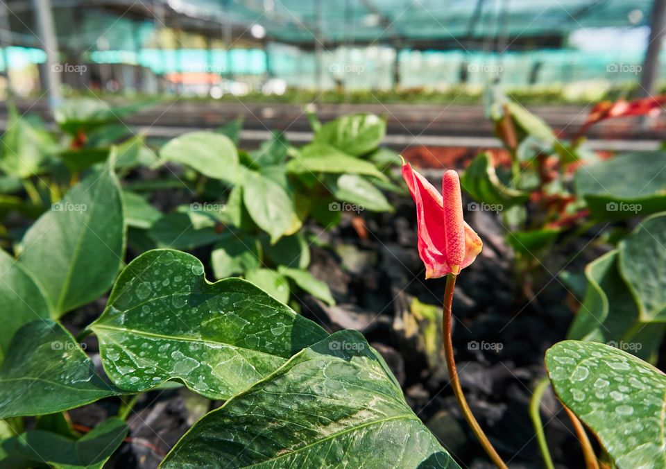 Red anthurium in the greenhouse. Beautiful pink flowers.