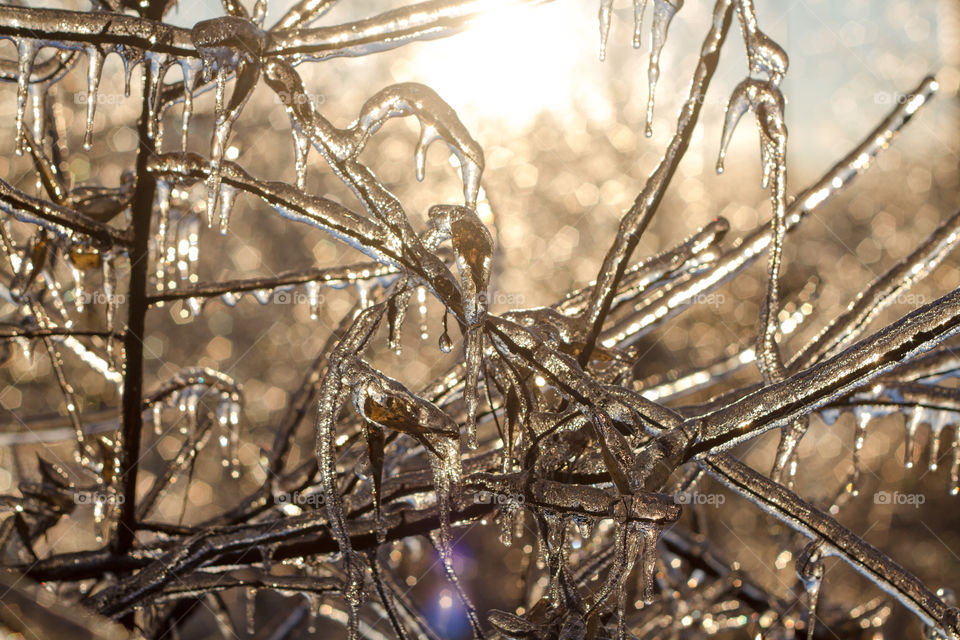Branches frozen in ice backlight with sunshine streaming in