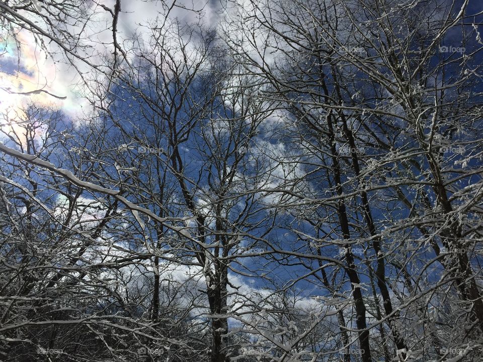 Winter, Snow, Tree, Cold, Wood