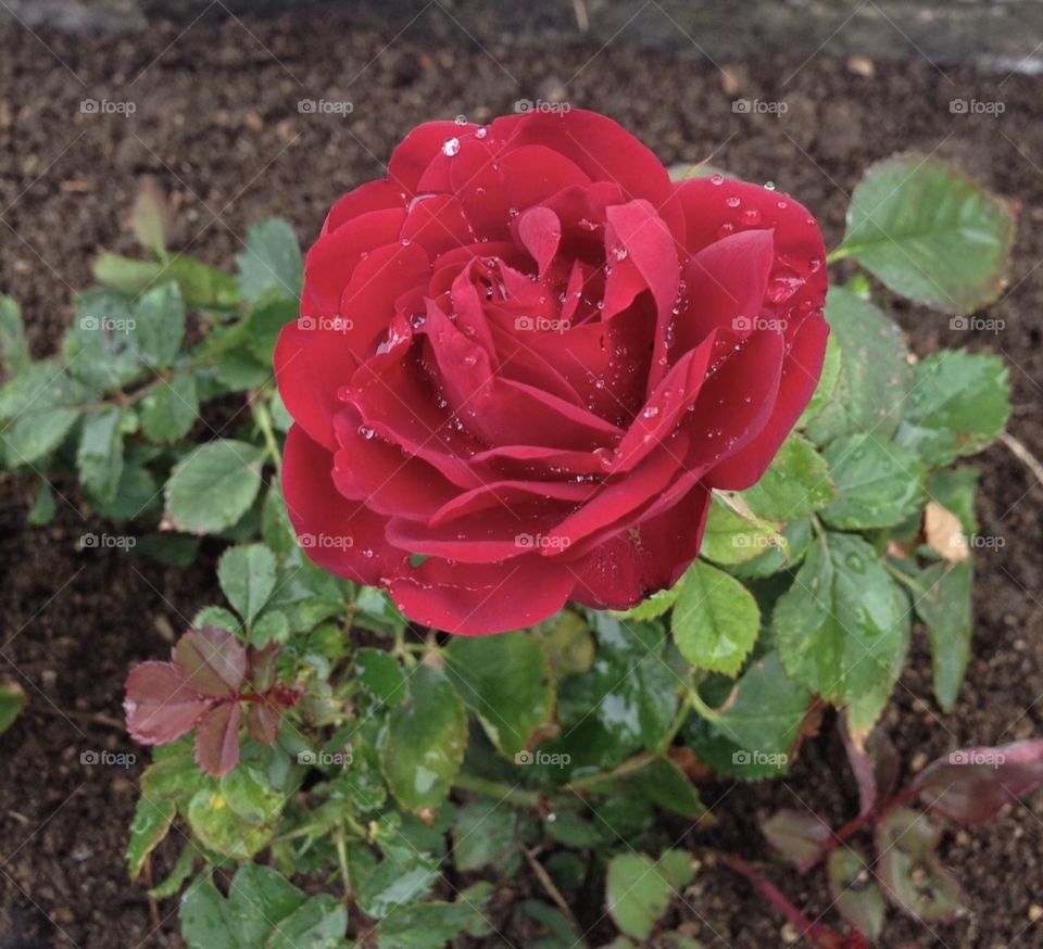 Flower Red 