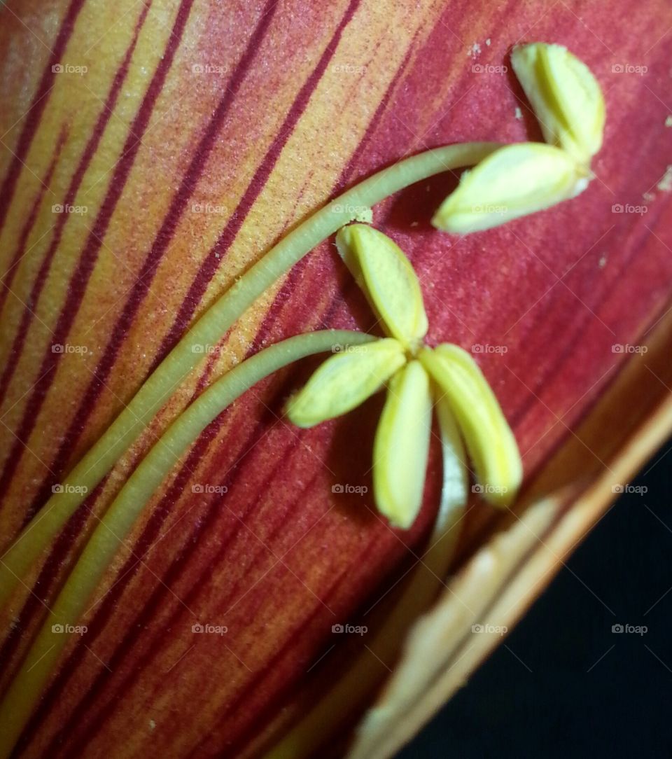 in the center of the flower