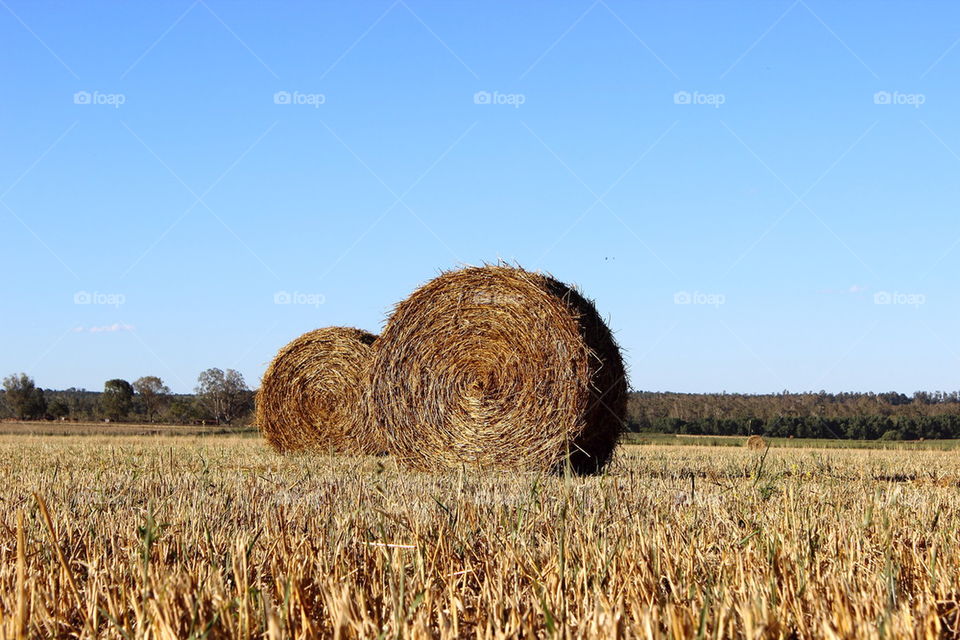 Hay bale on farmland
