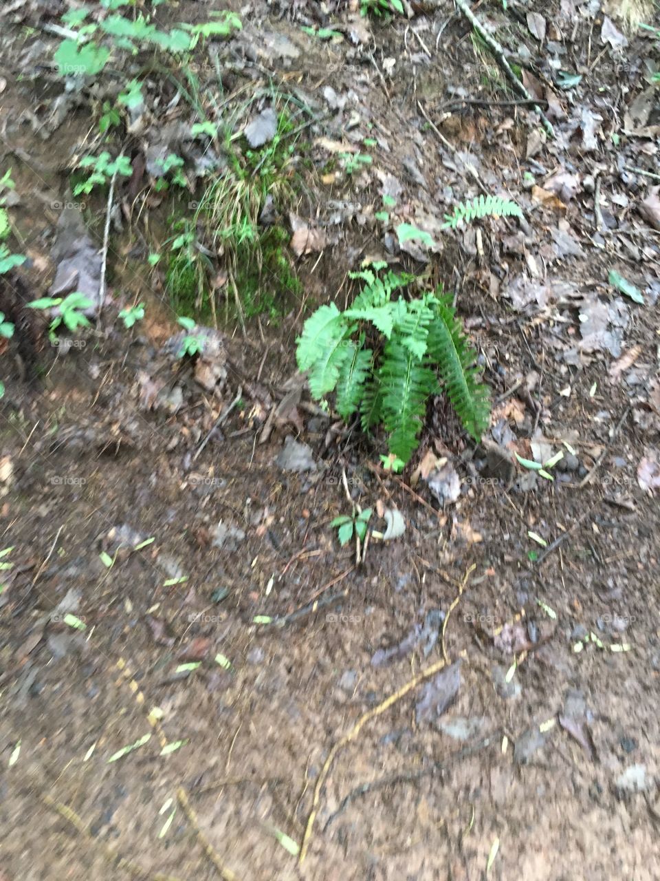 Where the fern grows