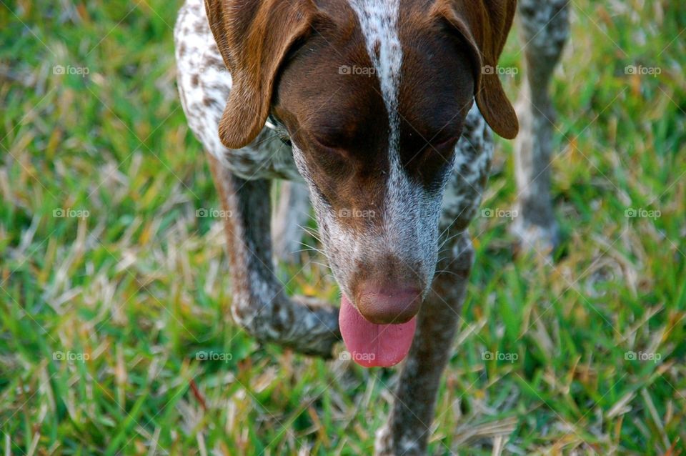 German Shorthair Pointing 