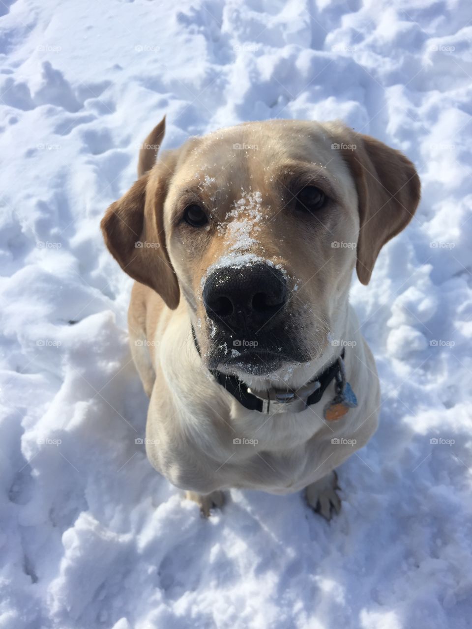 Yellow lab taking a break from playing in the snow.
