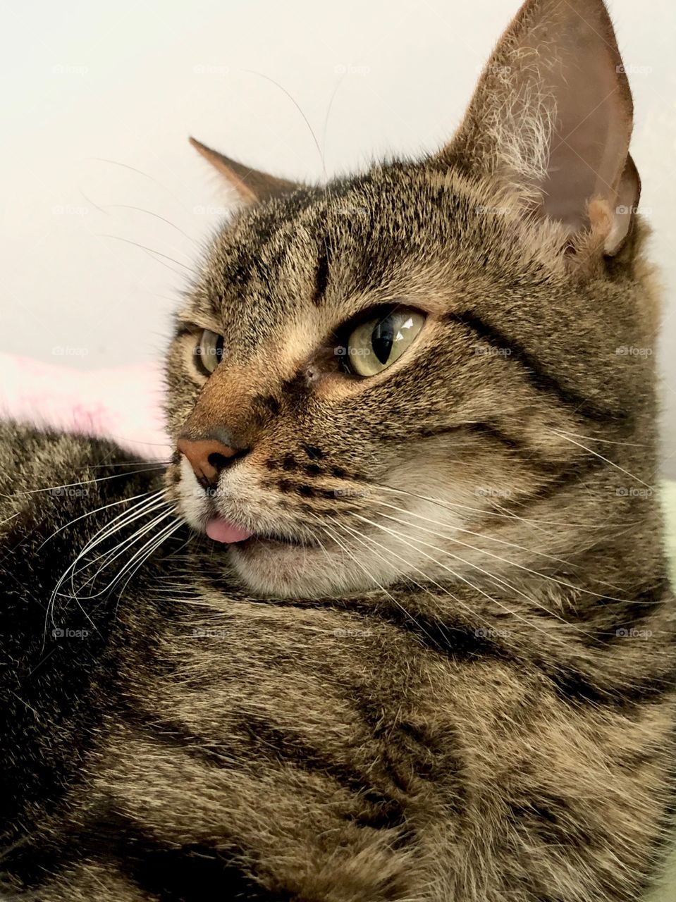 Cute tabby cat sticking her tongue out! 