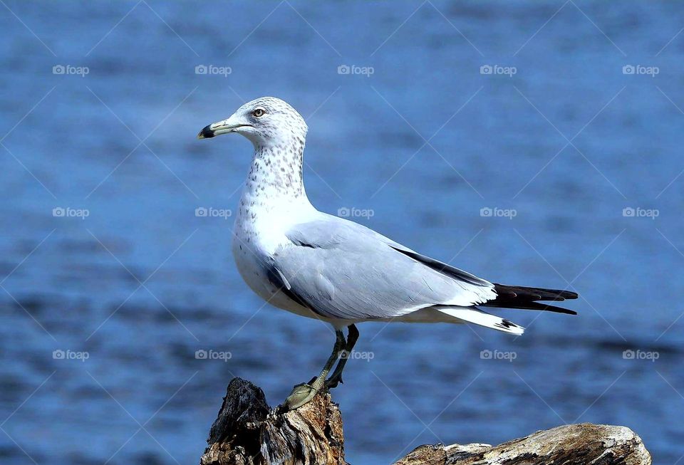 Seagull on a log in The Mississippi River 