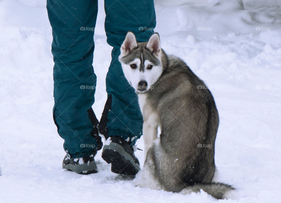 The husky dog ​​sits at the feet of the host