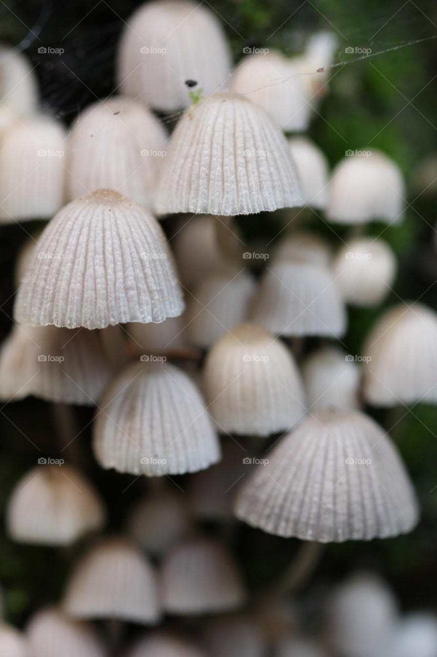 Nature, No Person, Summer, Desktop, Group