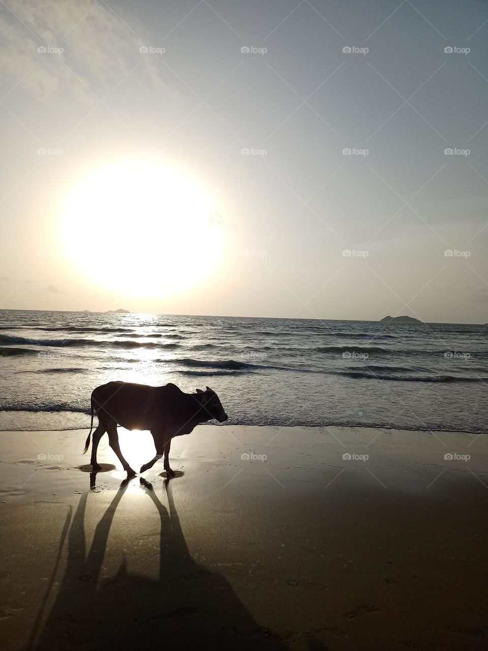 Beautiful sunset view with ox walking on the beach with background of sun water blue sky it's looking beautiful shadow
