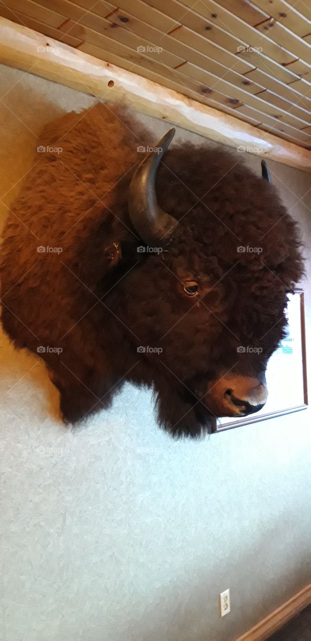 tete de bison dans un restaurant au Canada