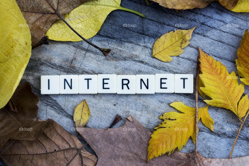 internet among leaves