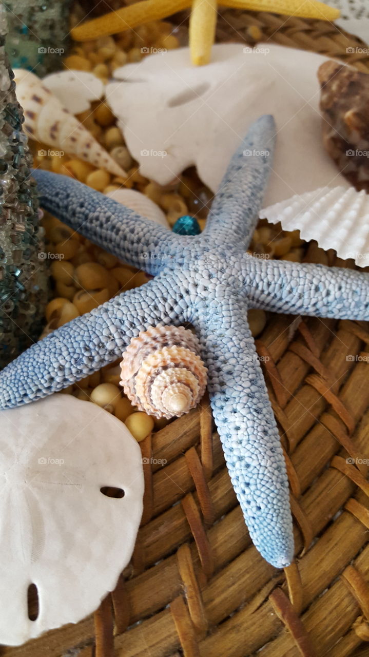 star fish and shells