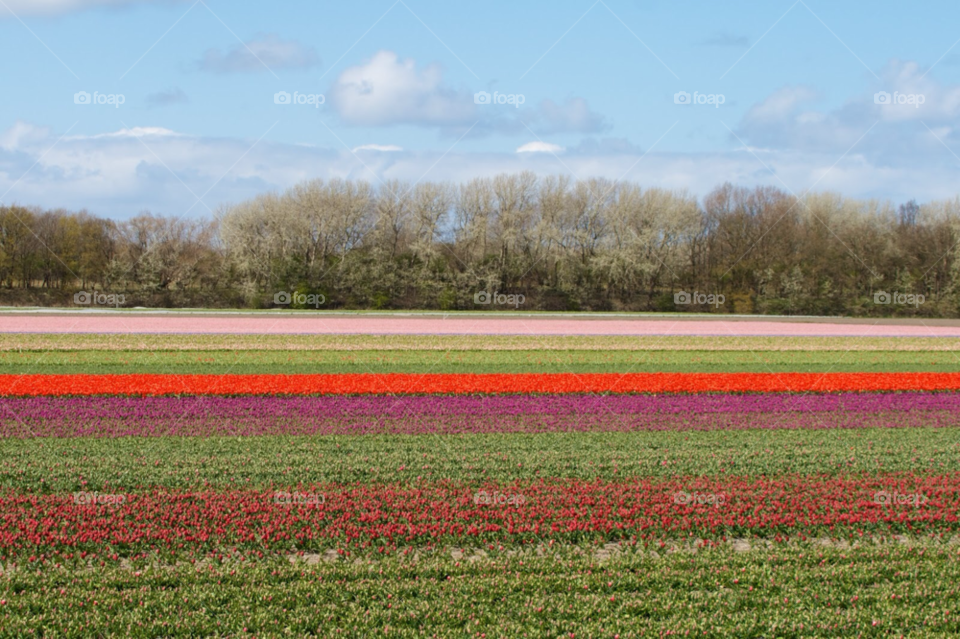 Flower fields