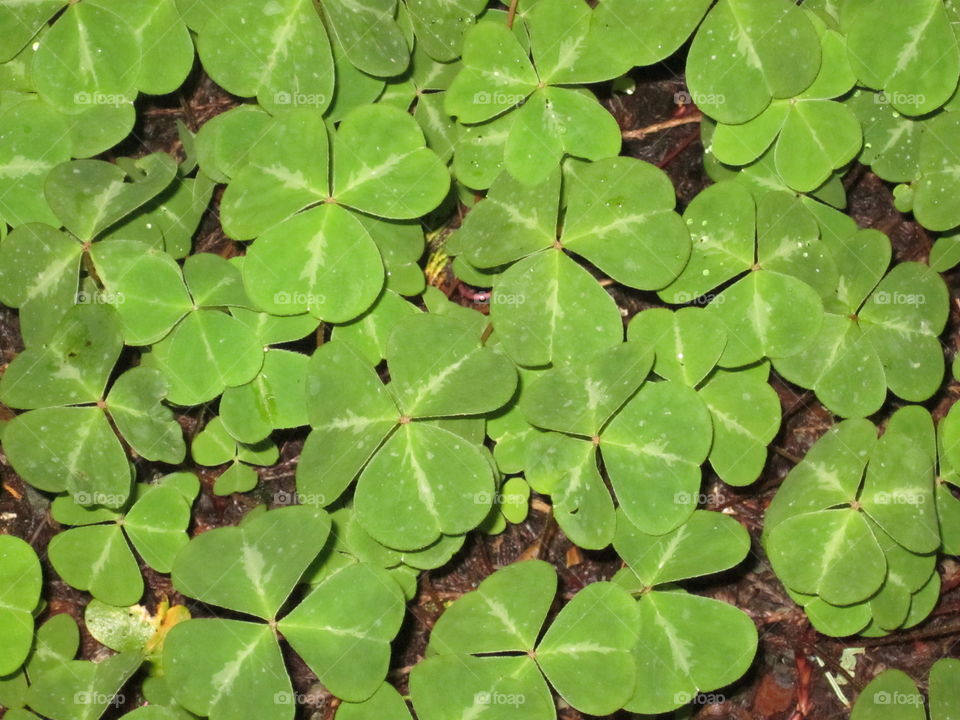 Three Leaf Clover