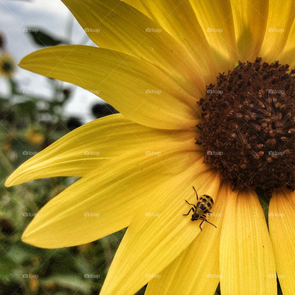 Yellow sunflower bug. A close up shot of a sunflower with a yellow bug.