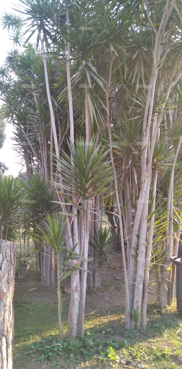 صور منطقة شجرية خيالية تستخدم للتصوير كخلفيات للافراح و مزار راح لمحبي التامل و مشاهدة الجمال الشجري والطبيعة
Pictures of a fictional tree area used for photography as wedding backgrounds and a shrine for lovers of contemplation and watching tree b