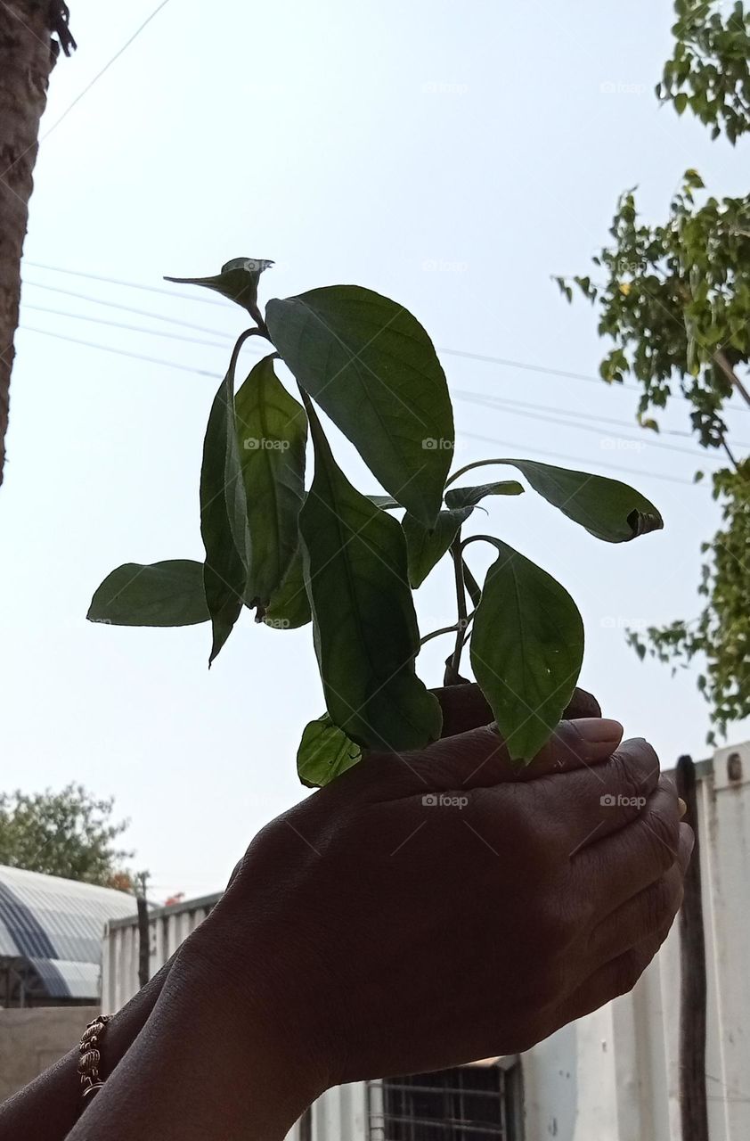 Planting a young plant in mud pot.