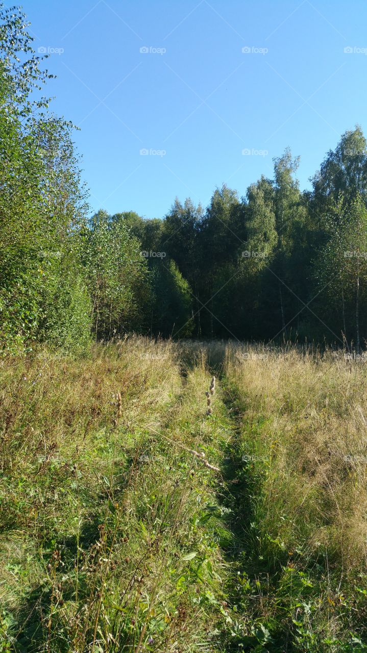 Quad bike  tracks in a forest clearing