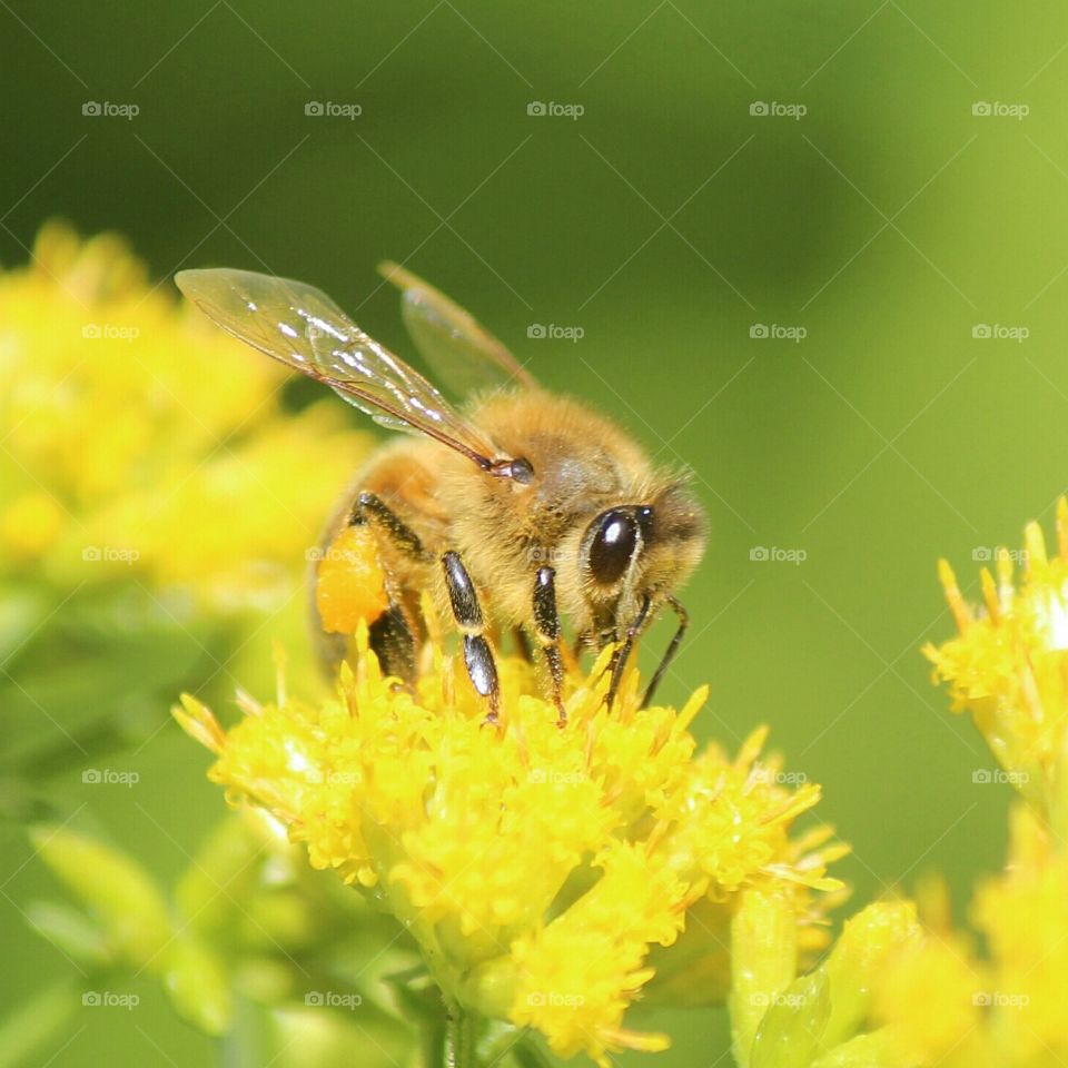 Busy Bee